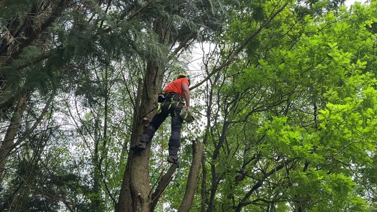 Why Choose Our Tree Removal Services in Boaz, AL?