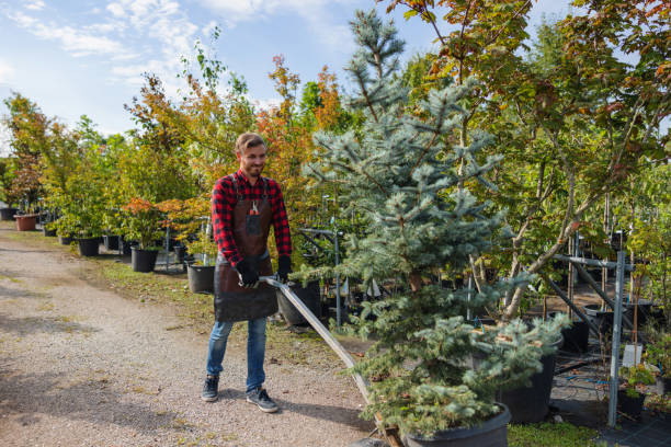 Tree and Shrub Care in Boaz, AL